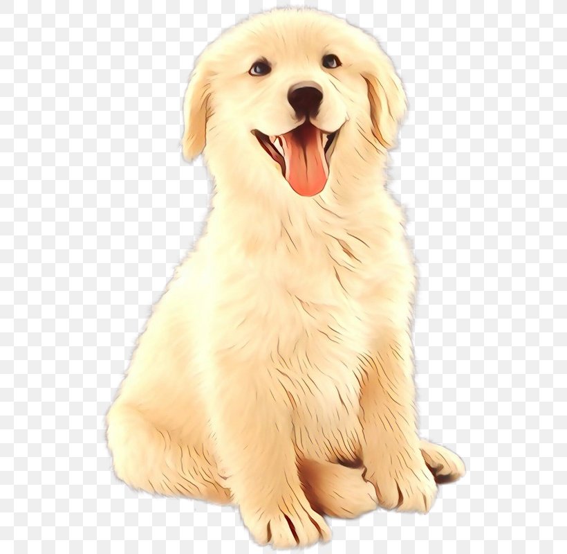 Golden Retriever Puppy Ancient Dog Breeds Companion Dog, PNG, 537x800px, Golden Retriever, Akbash Dog, Ancient Dog Breeds, Breed, Canidae Download Free