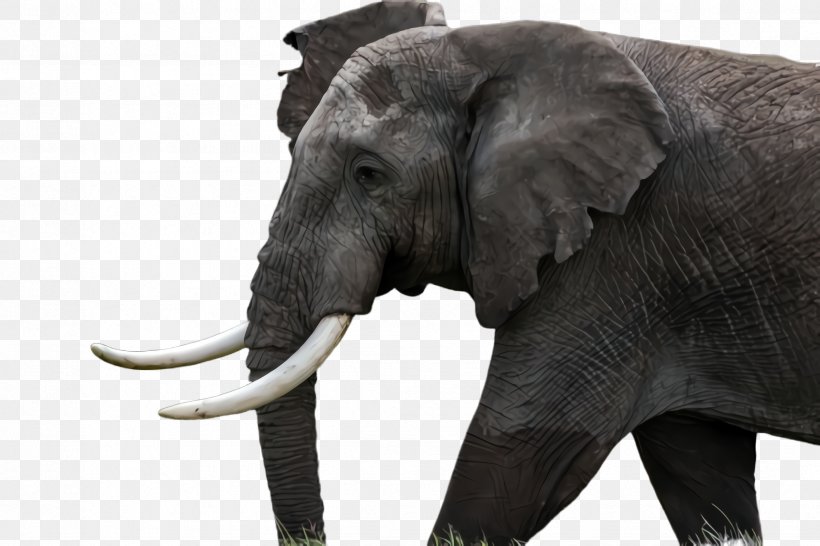 Indian Elephant, PNG, 2448x1632px, Elephant, African Elephant, Animal Figure, Elephants And Mammoths, Indian Elephant Download Free