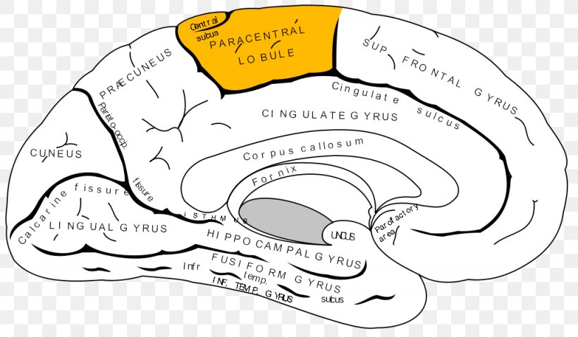 Paracentral Lobule Lobes Of The Brain Temporal Lobe Occipital Lobe Frontal Lobe, PNG, 1025x598px, Watercolor, Cartoon, Flower, Frame, Heart Download Free