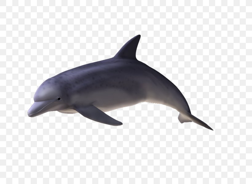 Spinner Dolphin Common Bottlenose Dolphin Short-beaked Common Dolphin Tucuxi Rough-toothed Dolphin, PNG, 800x600px, Spinner Dolphin, Biology, Bottlenose Dolphin, Common Bottlenose Dolphin, Dolphin Download Free