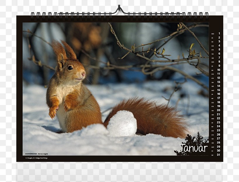 American Red Squirrel Western Gray Squirrel Chipmunk, PNG, 800x624px, Red Squirrel, American Red Squirrel, Animal, Chipmunk, Fauna Download Free