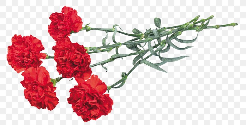 Carnation Flower Bouquet Garden Roses Cut Flowers, PNG, 800x417px, Carnation, Cut Flowers, Floral Design, Floristry, Flower Download Free