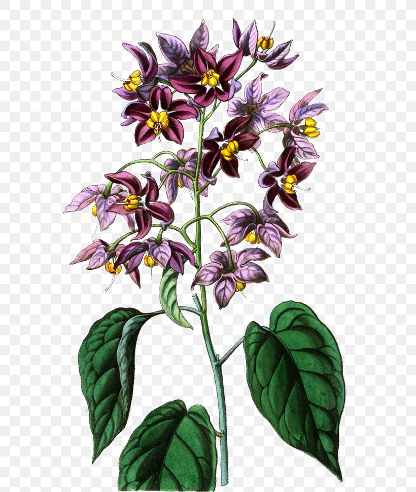 Illustration Flower Image Clip Art, PNG, 600x970px, Flower, Blog, Botanical Illustration, Flora, Flowering Plant Download Free