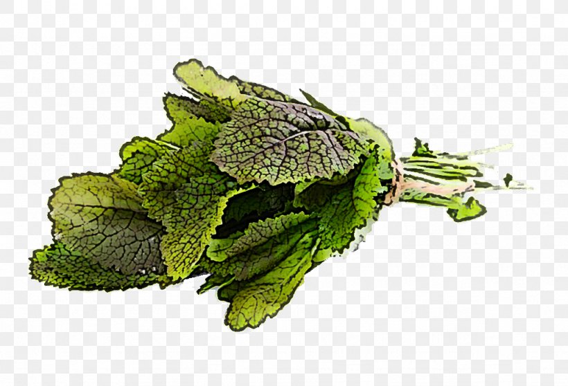 Plant Vegetable Leaf Flower Leaf Vegetable, PNG, 1024x697px, Plant, Broccoli, Flower, Food, Herb Download Free