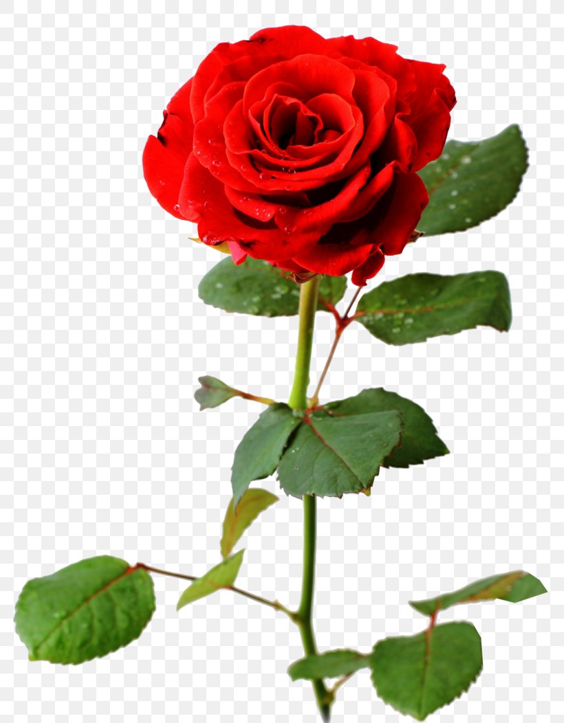 Desktop Wallpaper Rose Flower Bouquet, PNG, 800x1052px, Rose, Annual Plant, China Rose, Color, Cut Flowers Download Free