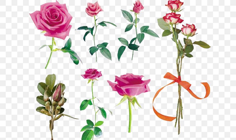 Garden Roses Still Life: Pink Roses Centifolia Roses Beach Rose, PNG, 650x488px, Garden Roses, Artificial Flower, Beach Rose, Centifolia Roses, Cut Flowers Download Free
