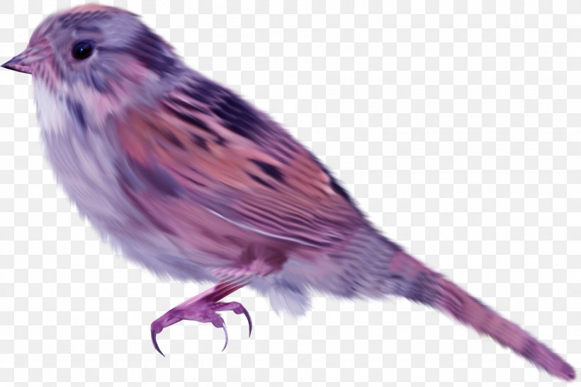 House Sparrow Bird, PNG, 1900x1269px, House Sparrow, Beak, Bird, Computer Graphics, Digital Image Download Free