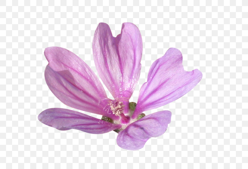 Petal Violet Pink Purple Flower, PNG, 700x560px, Petal, Crocus, Flower, Herbaceous Plant, Magnolia Family Download Free