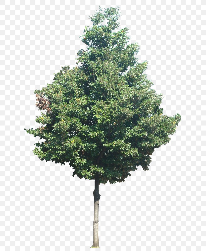 Tree Desktop Wallpaper Shrub Clip Art, PNG, 645x1000px, 3d Computer Graphics, Tree, Branch, Conifer, Cotoneaster Download Free