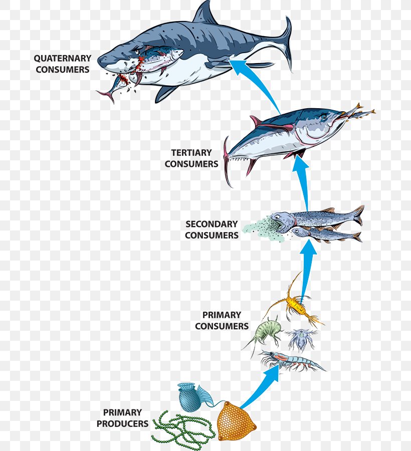 Food Chain Food Web Ecosystem Stock Photography Ocean, PNG, 683x900px, Food Chain, Algae, Animal Figure, Bottlenose Dolphin, Consumer Download Free