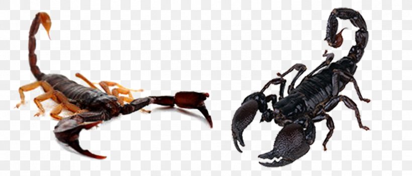 Scorpion Sting Poison Stinger Arizona Bark Scorpion, PNG, 1399x600px, Scorpion, Arthropod, Button, Digital Image, Invertebrate Download Free