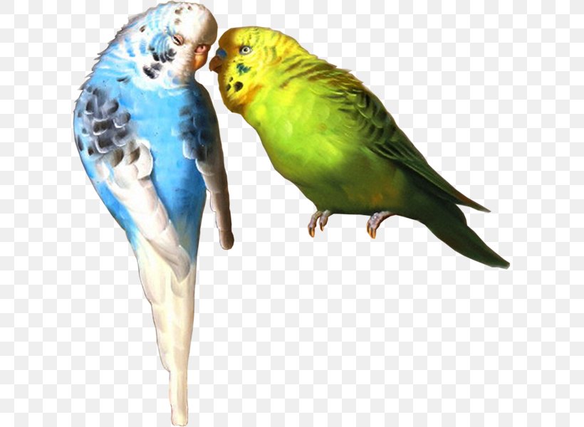 Budgerigar Lovebird Macaw Parrot Parakeet, PNG, 615x600px, Budgerigar, Animal, Beak, Bird, Common Pet Parakeet Download Free