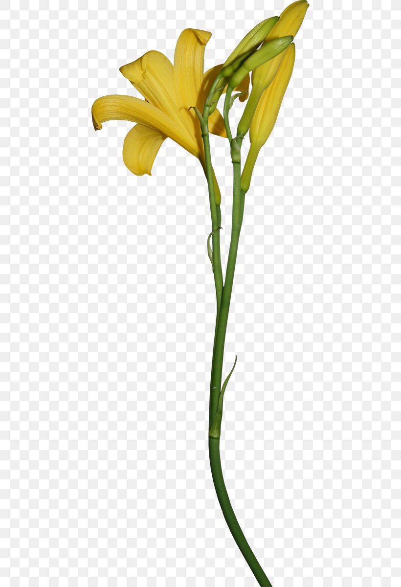Cut Flowers Yellow Lilium Brownii Petal, PNG, 446x1200px, Watercolor, Cartoon, Flower, Frame, Heart Download Free