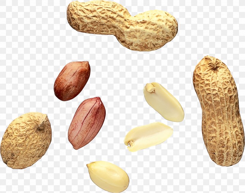 Walnut Tree, PNG, 2694x2124px, Nut, Almond, Bambara Groundnut, Blanching, Cashew Download Free