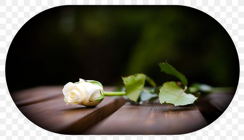 Condolences Sadness Being Death Condolence Book, PNG, 1000x578px, Condolences, Being, Condolence Book, Death, Flower Download Free