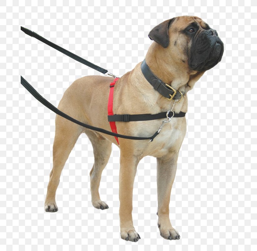 dog halter leash