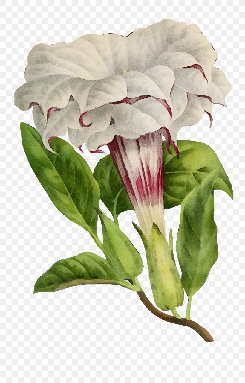 Flower White Plant Pink Petal, PNG, 815x1280px, Watercolor, Anthurium, Flower, Paint, Petal Download Free