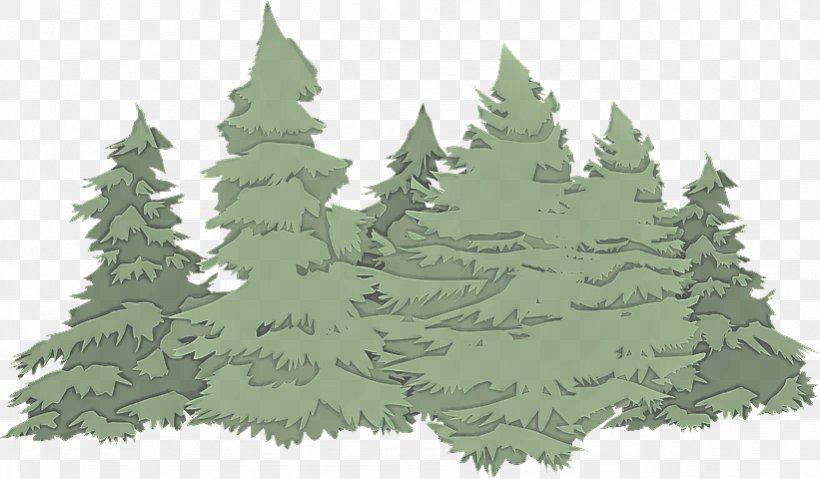 Shortleaf Black Spruce Colorado Spruce White Pine Tree Oregon Pine, PNG, 821x480px, Shortleaf Black Spruce, Balsam Fir, Colorado Spruce, Evergreen, Fir Download Free