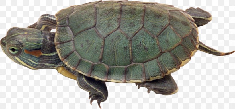Turtle Reptile Crocodile Red-eared Slider, PNG, 830x385px, Turtle, Animal, Box Turtle, Box Turtles, Chelydridae Download Free