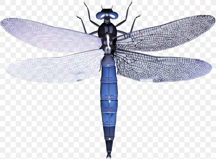 A Dragonfly? Clip Art Image, PNG, 1280x944px, Dragonfly, Arthropod, Butterfly, Dragonflies And Damseflies, Drawing Download Free
