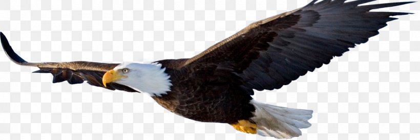 Bald Eagle Eagle Ridge Realty Transparency, PNG, 1500x500px, Bald Eagle, Accipitriformes, Animal Figure, Beak, Bird Download Free