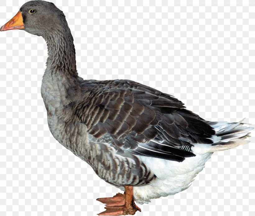 Duck, PNG, 3000x2545px, Duck, Beak, Bird, Domestic Duck, Ducks Geese And Swans Download Free