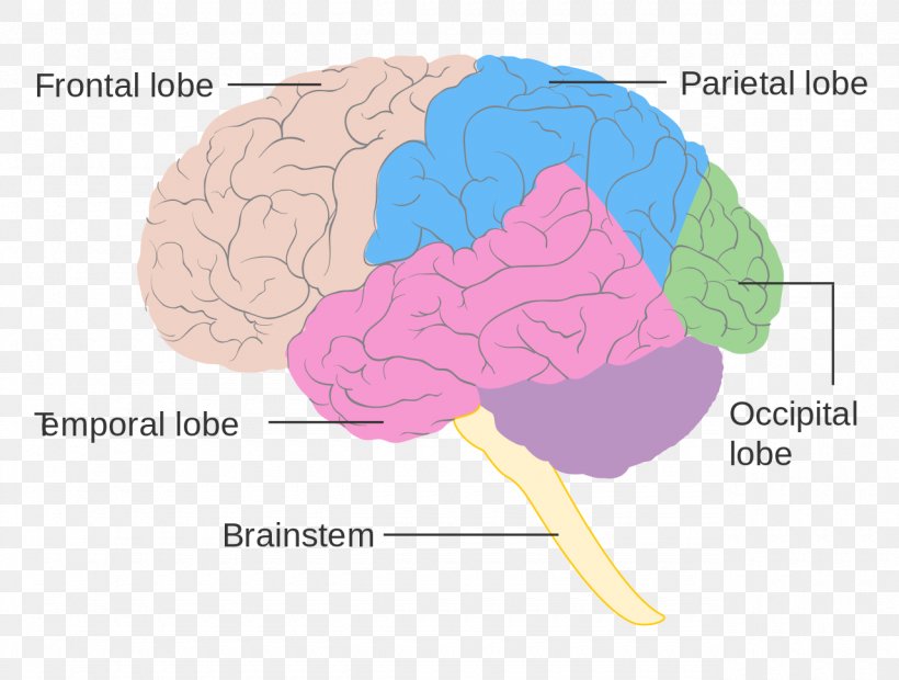 Lobes Of The Brain Frontal Lobe Diagram Human Brain, PNG, 1280x969px, Watercolor, Cartoon, Flower, Frame, Heart Download Free
