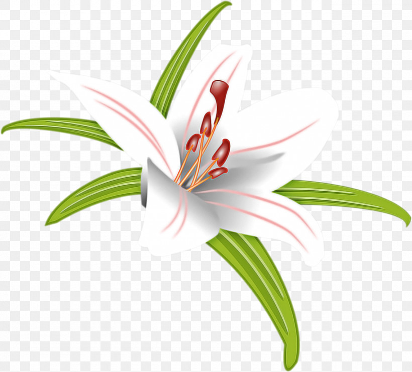 Flower Lily Plant Tiger Lily Petal, PNG, 1280x1158px, Flower, Amaryllis Belladonna, Amaryllis Family, Crinum, Daylily Download Free