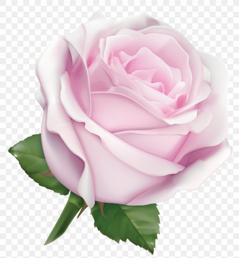 Pink Garden Roses Flower Color, PNG, 5428x5861px, Rose, Art, Color, Cut Flowers, Floral Design Download Free