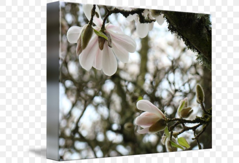 Magnolia Flower Blossom Spring Tree, PNG, 650x560px, Magnolia, Art, Blossom, Branch, Canvas Print Download Free