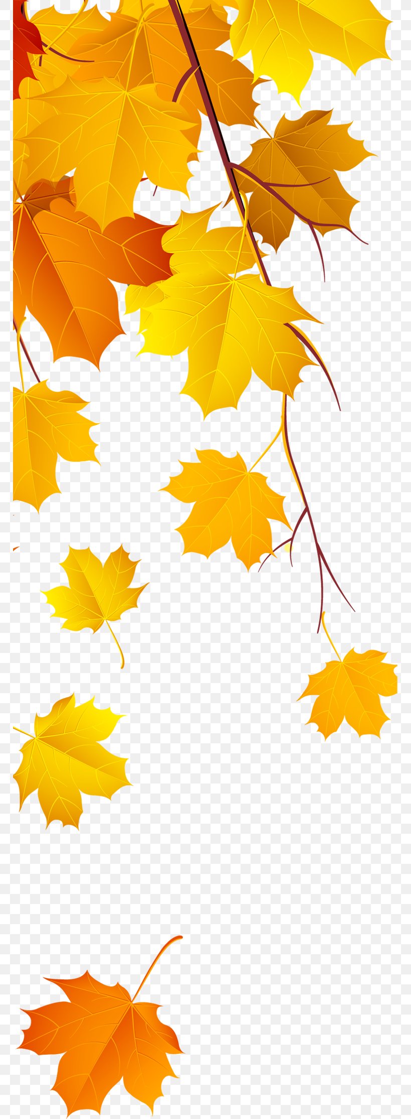 Maple Leaf Yellow, PNG, 767x2228px, Maple Leaf, Branch, Canadian Gold Maple Leaf, Flowering Plant, Gold Download Free