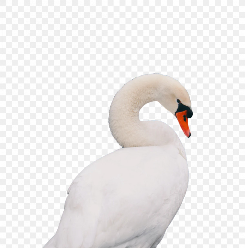 Swans Birds Water Bird Waterfowl Beak, PNG, 1200x1218px, Swans, Beak, Biology, Birds, Science Download Free