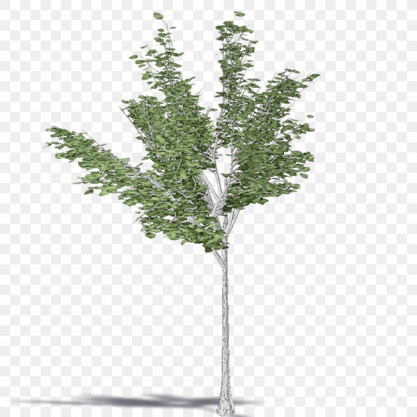 Twig Pine Shrub Plant Stem Evergreen, PNG, 1000x1000px, Twig, Birch, Branch, Conifer, Evergreen Download Free