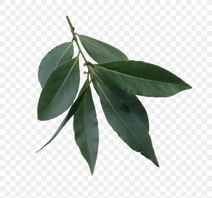 Bay Laurel Bay Leaf, PNG, 834x780px, Bay Laurel, Bay Leaf, Digital Image, Lauraceae, Laurales Download Free