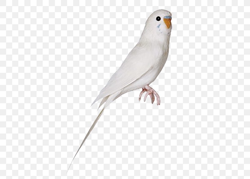 Budgerigar Parrot Lovebird Cockatiel, PNG, 600x590px, Budgerigar, American Sparrows, Beak, Bird, Cockatiel Download Free