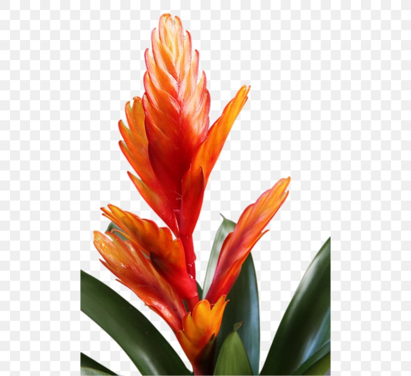 Drawing Of Family, PNG, 500x750px, Aechmea, Aechmea Chantinii, Bird Of Paradise, Bromeliads, Canna Family Download Free