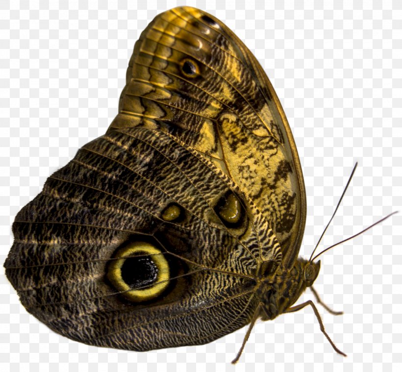 Owl Butterfly Insect Owl Butterfly Moth, PNG, 1600x1482px, Butterfly, Animal, Arthropod, Brush Footed Butterfly, Butterflies And Moths Download Free