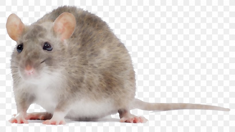 Rat Mus Gerbil Hamster Dormouse, PNG, 2405x1351px, Rat, Beige, Degu, Dormouse, Fare Download Free