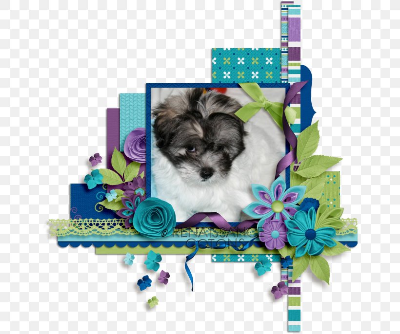 Your Puppy Coton De Tulear Shih Tzu Morkie, PNG, 650x686px, Puppy, Animal, Breed, Canidae, Carnivora Download Free