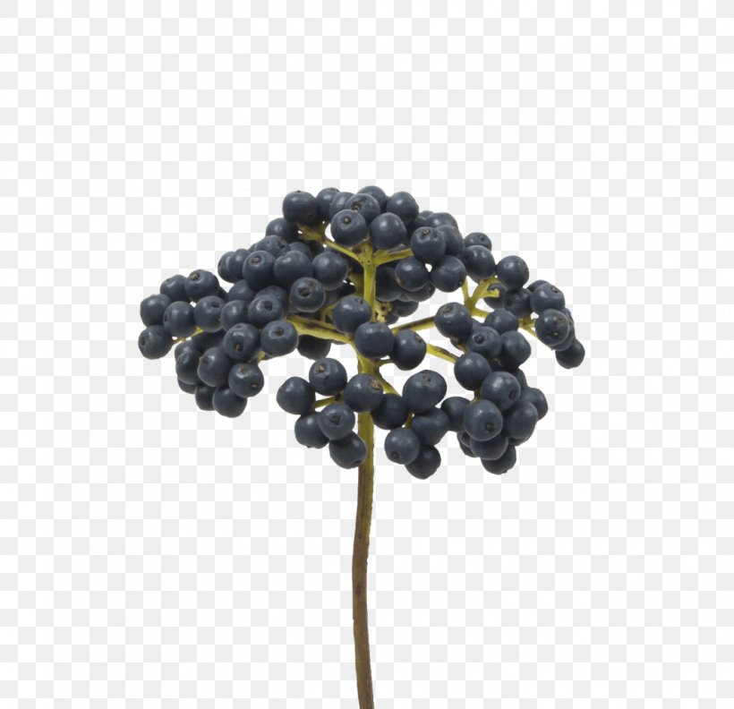 Bilberry Holex Flower B.V. Blueberry Cut Flowers, PNG, 1060x1024px, Bilberry, Berry, Blueberry, Branch, Chokeberry Download Free