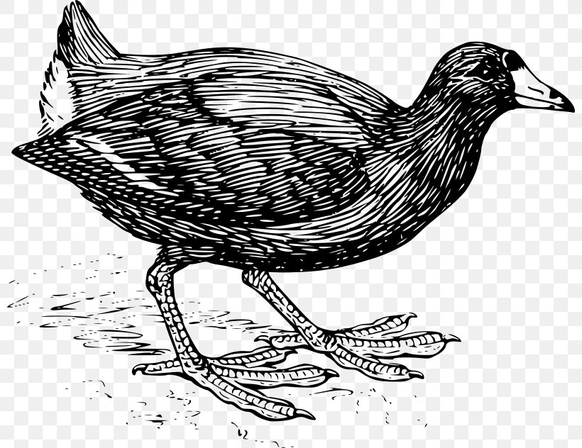 Bird Line Drawing, PNG, 800x632px, Coot, Beak, Bird, Coloring Book, Common Moorhen Download Free