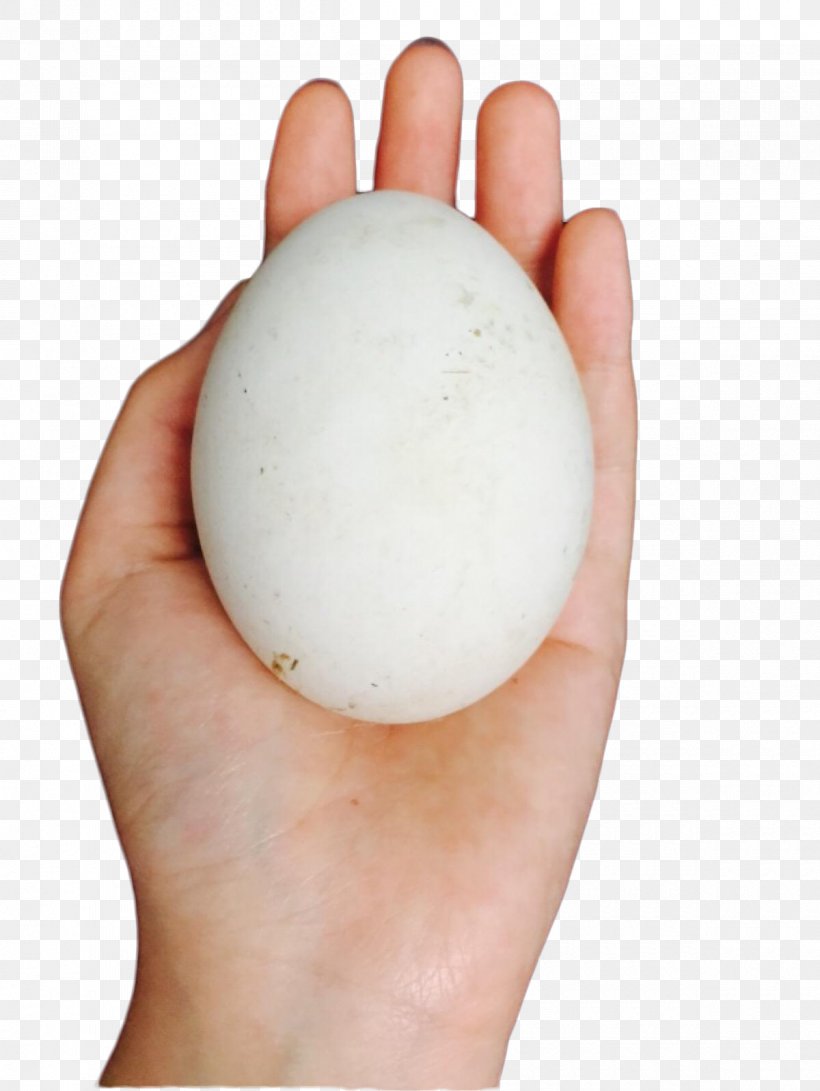 Domestic Goose The Goose That Laid The Golden Eggs, PNG, 1200x1597px, Goose, Domestic Goose, Egg, Entenei, Finger Download Free