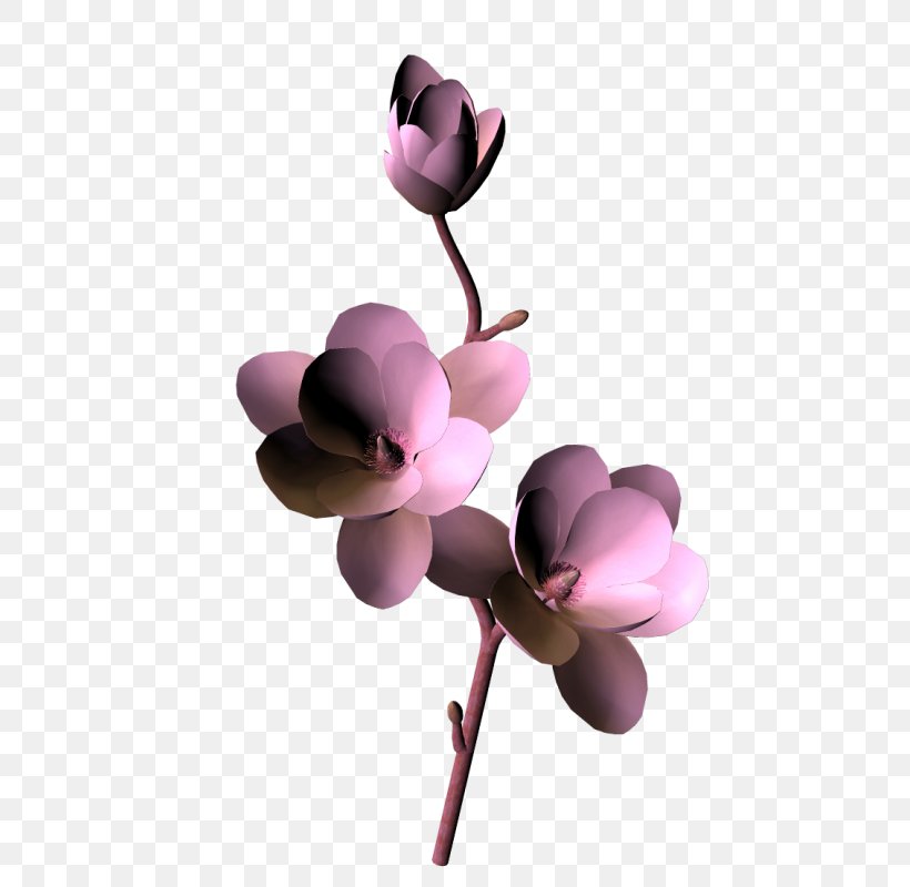 Moth Orchids Cut Flowers Pink M Magnolia Family Petal, PNG, 515x800px, Moth Orchids, Blossom, Cut Flowers, Family, Flower Download Free