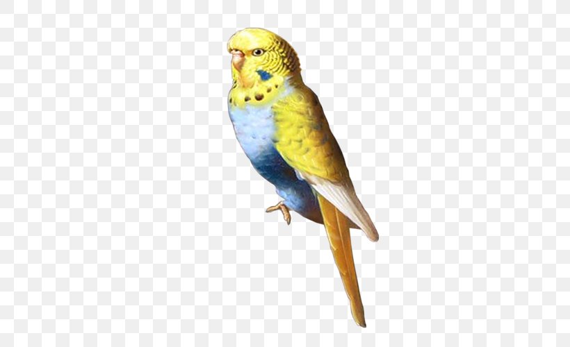 Parakeet Centerblog Macaw Feather, PNG, 500x500px, Parakeet, Beak, Bird, Blog, Centerblog Download Free