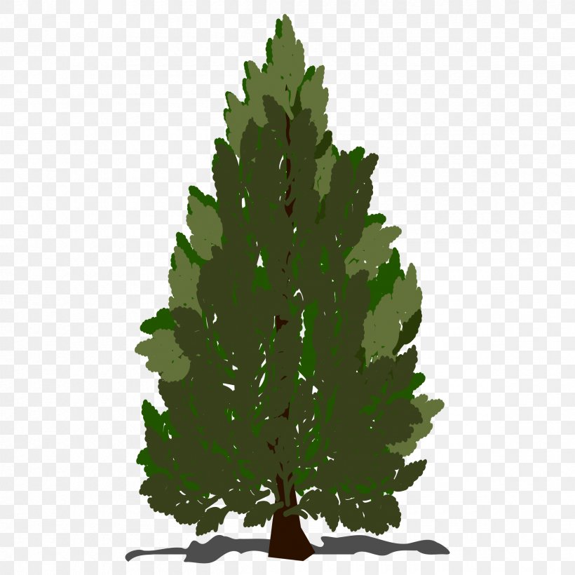 Pinus Contorta Scots Pine Pinus Taeda Tree Clip Art, PNG, 2400x2400px, Pinus Contorta, Arborvitae, Branch, Christmas Tree, Conifer Download Free