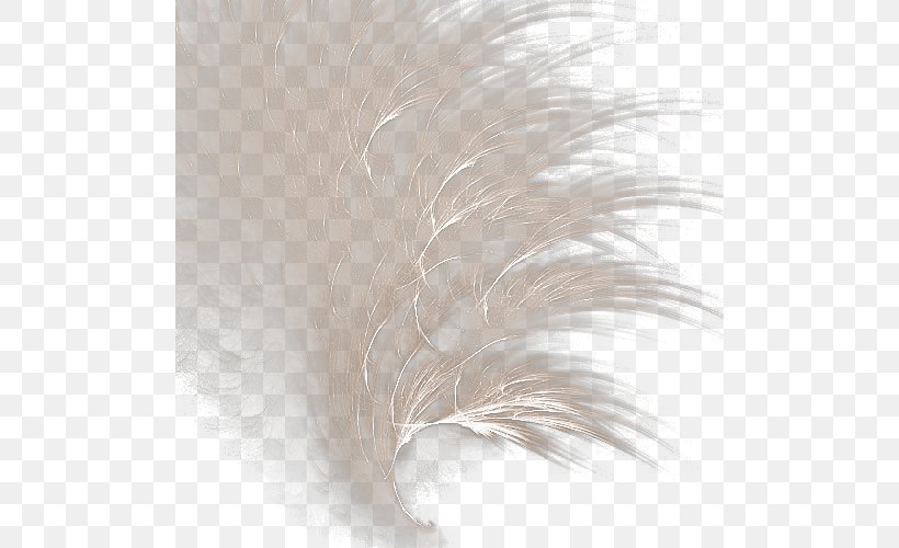White Feather Icon, PNG, 500x500px, White, Feather, Google Images, Search Engine, Texture Download Free
