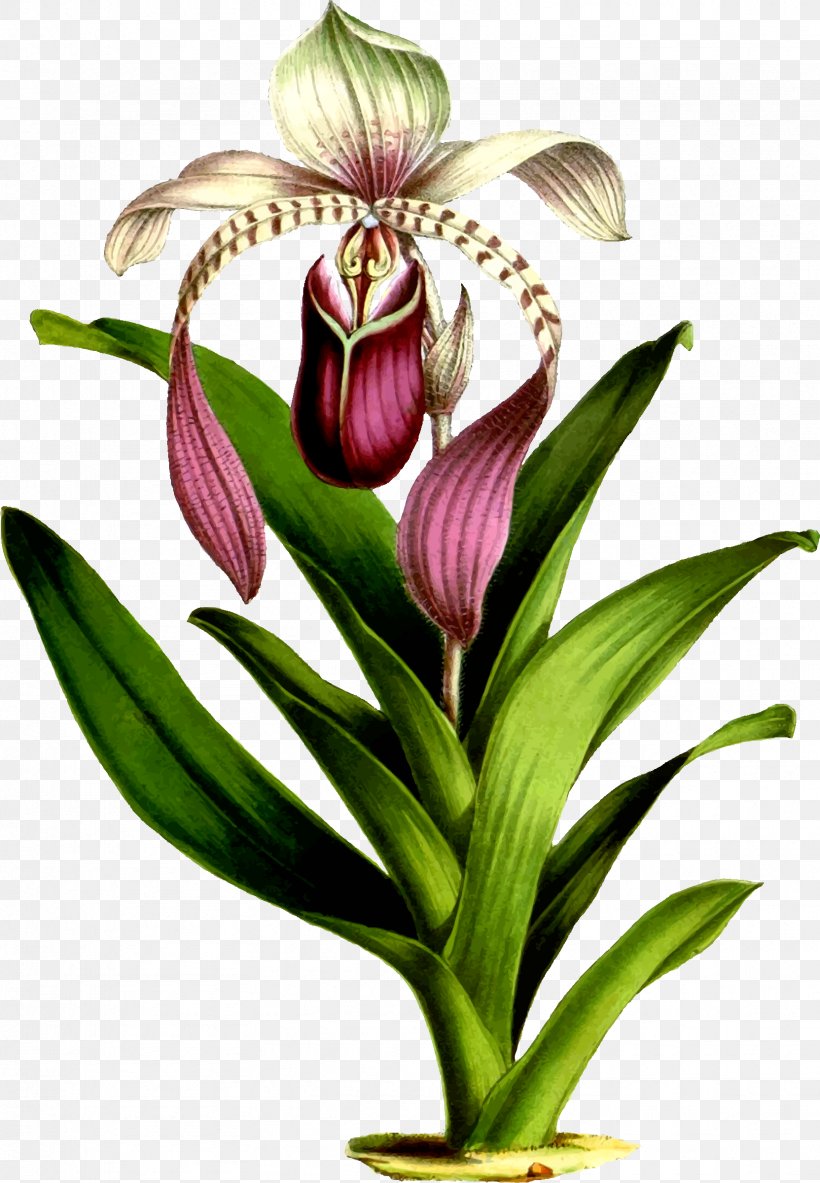 Arraiolos Rug Favourite Flowers Of Garden And Greenhouse Drawing Botany, PNG, 1663x2400px, Arraiolos Rug, Botanical Illustration, Botany, Cattleya, Cut Flowers Download Free
