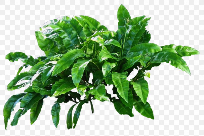 Flowerpot Basil Baggin's Reusable Shopping Bag Plastic, PNG, 1024x681px, Plant Leaves, Basil, Botany, Flowerpot, Herb Download Free
