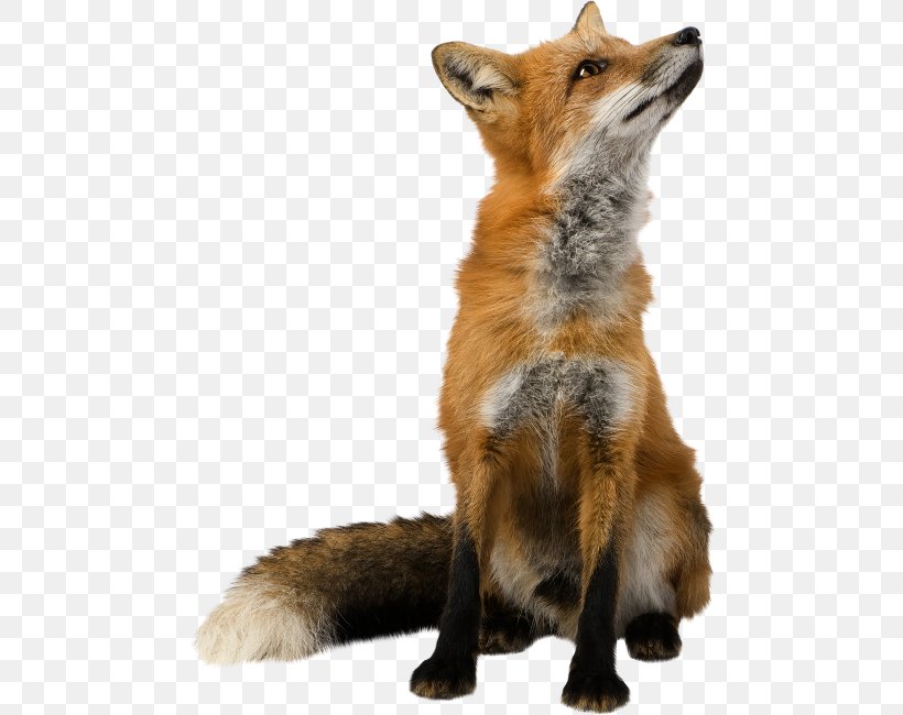 Fox Clip Art, PNG, 480x650px, Fox, Canidae, Carnivoran, Dhole, Dog Breed Download Free