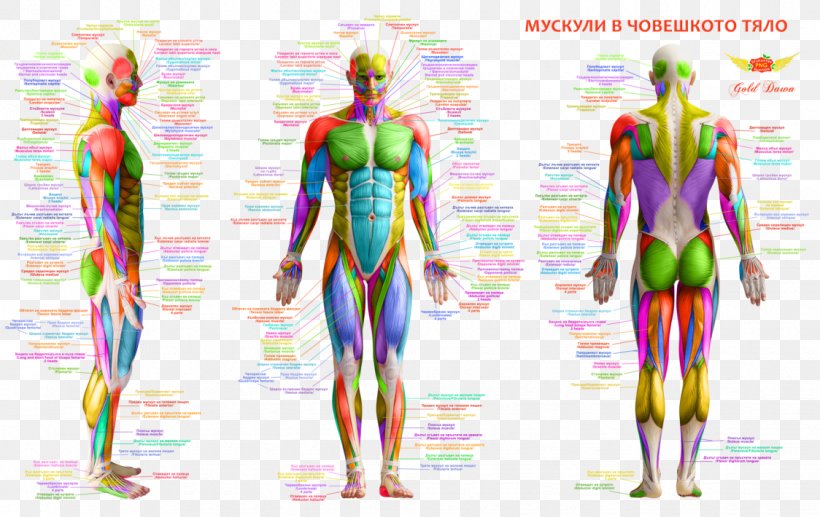 Muscle Human Body Human Back Human Anatomy, PNG, 1124x710px, Watercolor, Cartoon, Flower, Frame, Heart Download Free
